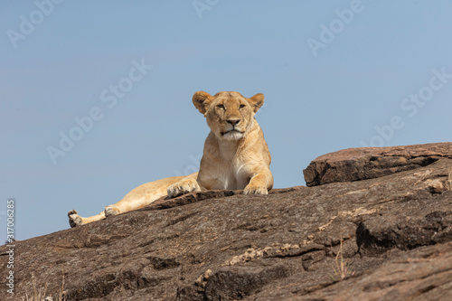 Lioness resting on a rock seen at masai Mara  Kenya  Africa