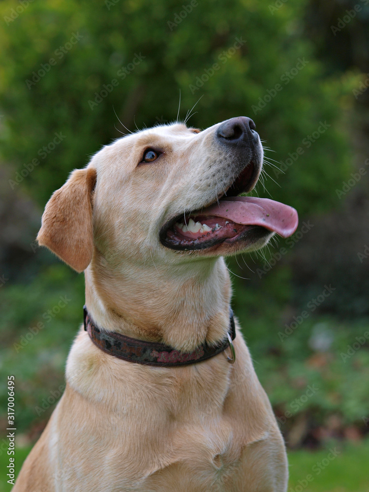 Labrador Dog Headshot