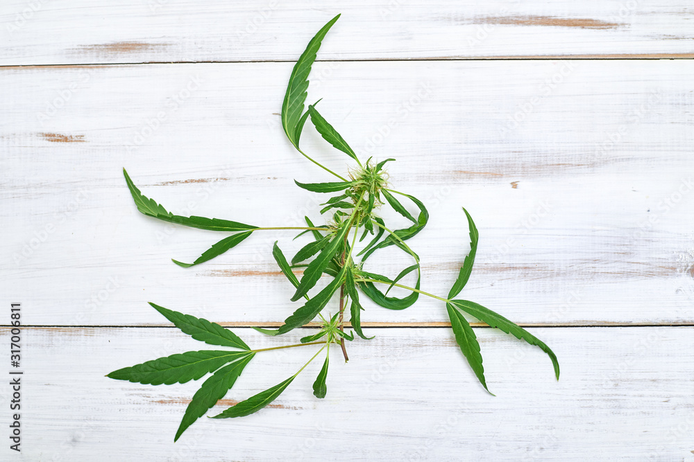 Obraz premium Cannabis, marijuana leaves on a light wooden background.