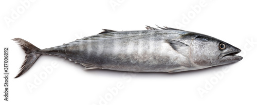Fresh Bonito fish isolated on white