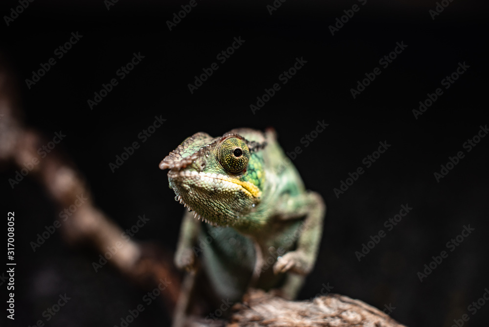 Green chameleon sitting branch rock black background dof sharp focus space for text macro reptile jungle aquarium home pet cute Green chameleon sitting branch rock black background dof sharp focus space for text macro reptile jungle aquarium home pet cute