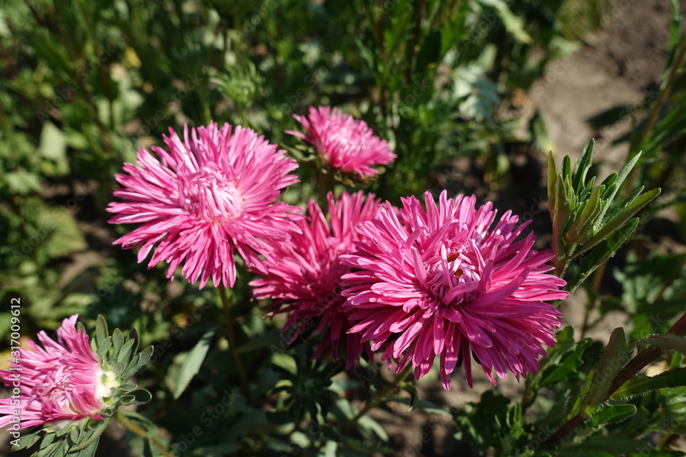 Obraz premium Several reddish pink flowers of China aster