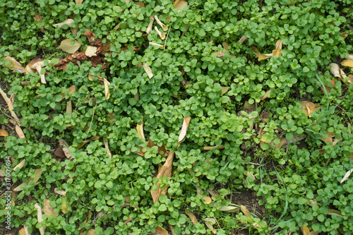 Closeup of Stellaria media covered with fallen leaves in autumn