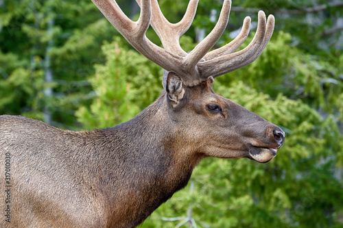 Elk grazing in Rocky Mountain National Park  Colorado