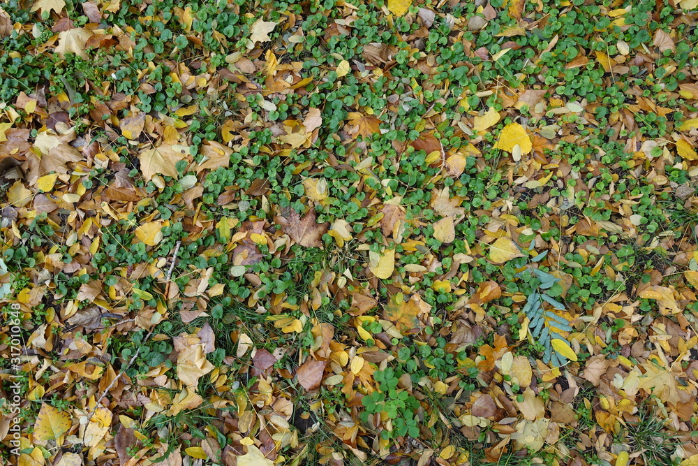 Small colorful fallen leaves on greenery from above Small colorful fallen leaves on greenery from above
