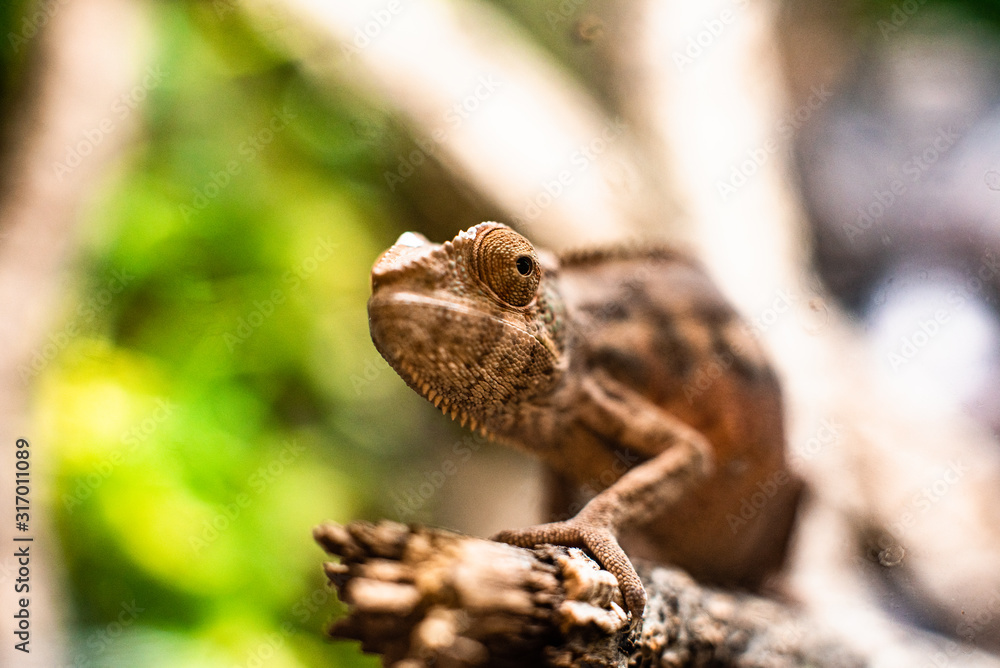Chameleons lizard on stick stone walking looking eyes dof sharp focus space for text macro reptile jungle aquarium home pet cute Chameleons lizard on stick stone walking looking eyes dof sharp focus space for text macro reptile jungle aquarium home pet cute