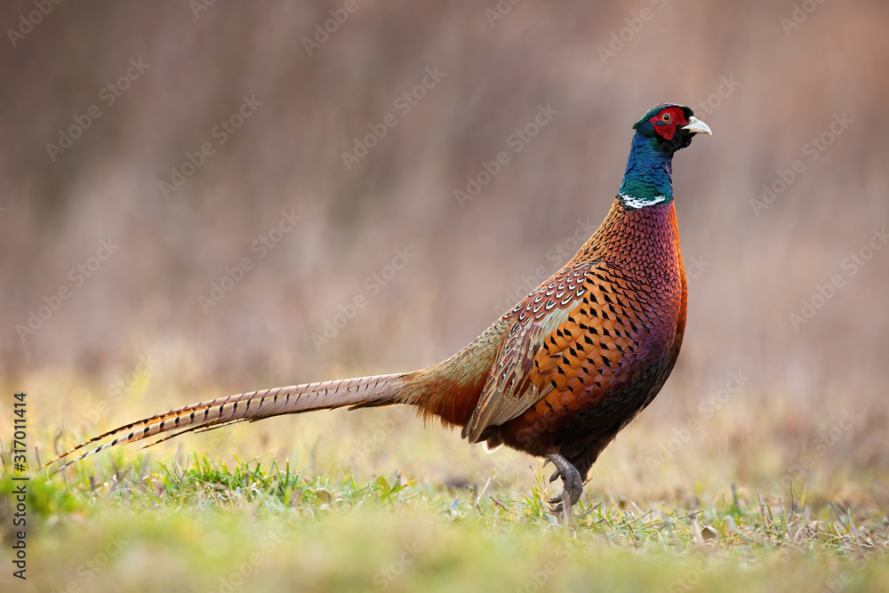 Naklejka premium Side view of dominant common pheasant, phasianus colchicus, cock in spring time. Superior male animal walking on a green grass in wilderness. Attentive gamebird in nature.