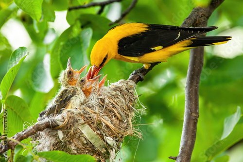 Yellow golden oriole, oriolus oriolus, feeding its younglings on nest in green tree in summer. Parent animal passing nutritious food to hatchlings. Concept of animal family and love. photo