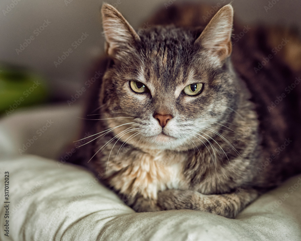 cat resting happy on a pillow