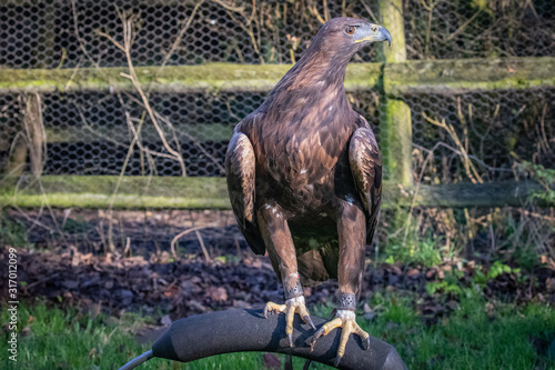 golden eagle