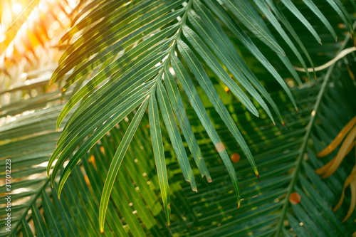 tropical leaves  abstract green leaves texture  nature background for wallpaper