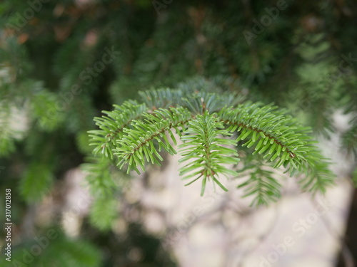 Beautiful green needles of spruce on a branch close-up on a Sunny summer day. Branches of an evergreen tree.
