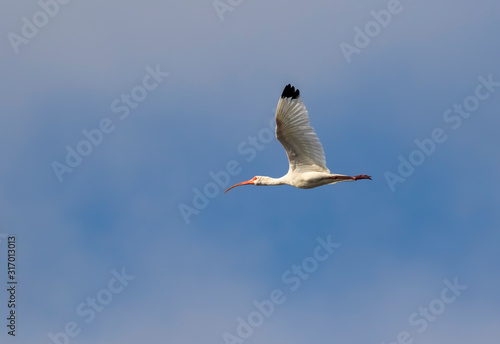 American white ibis (Eudocimus albus) flying in the blue sky, Galveston, Texas, USA