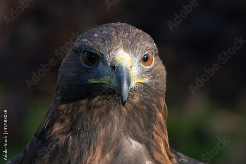 golden eagle