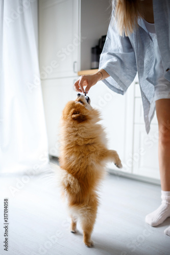A blond woman is training her dog. Dog breed Pomeranian.
