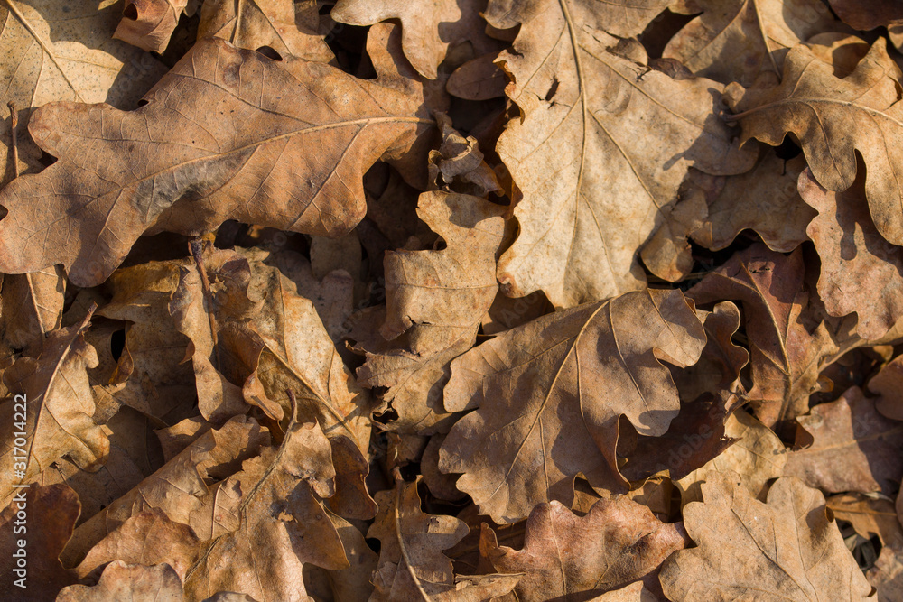 oak leafs - abstract natural background oak leafs - abstract natural background