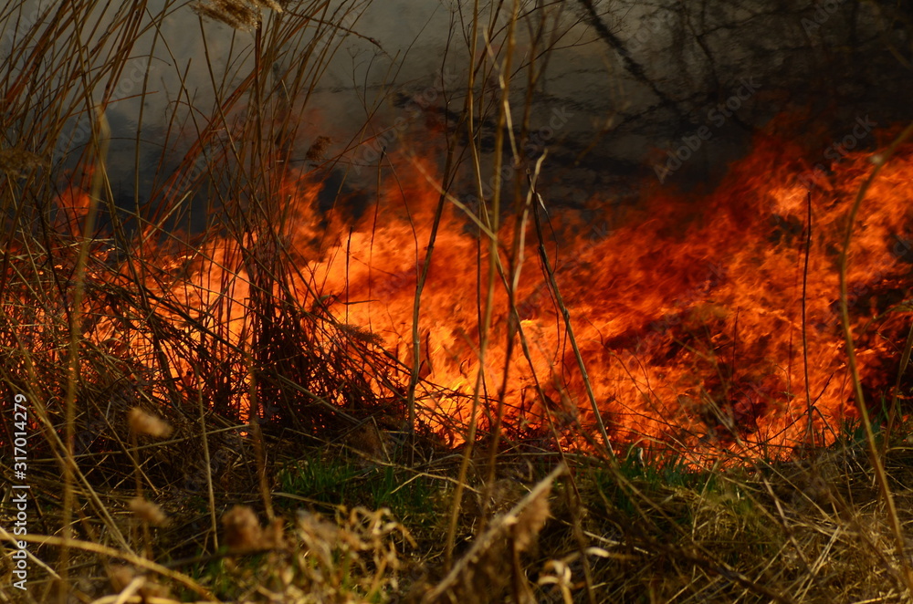 coastal zone of marsh creek, strong smoke from fire of liana overgrowth. Spring fires of dry reeds dangerously approach houses of village by river Cleaning fields of reeds, dry grass. Natural disaster