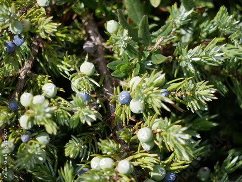 Juniper branches with sharp needles and ripe blue and unripe green fruits on a Sunny summer day. Fruits of an evergreen medicinal plant.