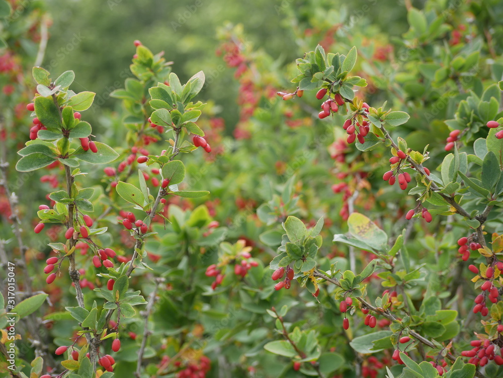 Red small ripe barberry berries on a branch with green leaves on a Sunny summer day.