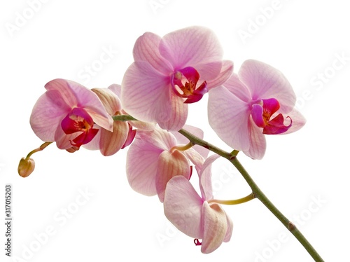 Fototapeta Naklejka Na Ścianę i Meble -  pink flowers of orchid Phalaenopsis close up