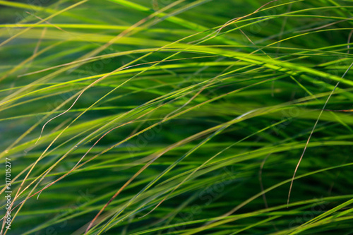 background of green grass, full frame