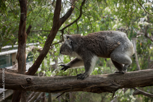 Koala in Phillip Island, Victoria, Australia