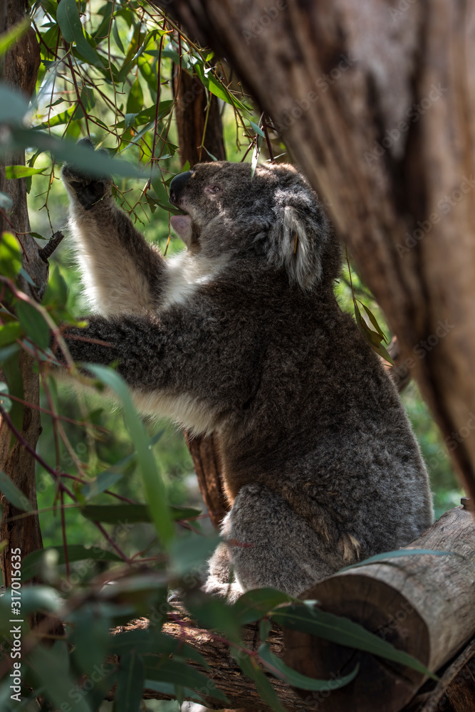 Fototapeta premium Koala in Phillip Island, Victoria, Australia