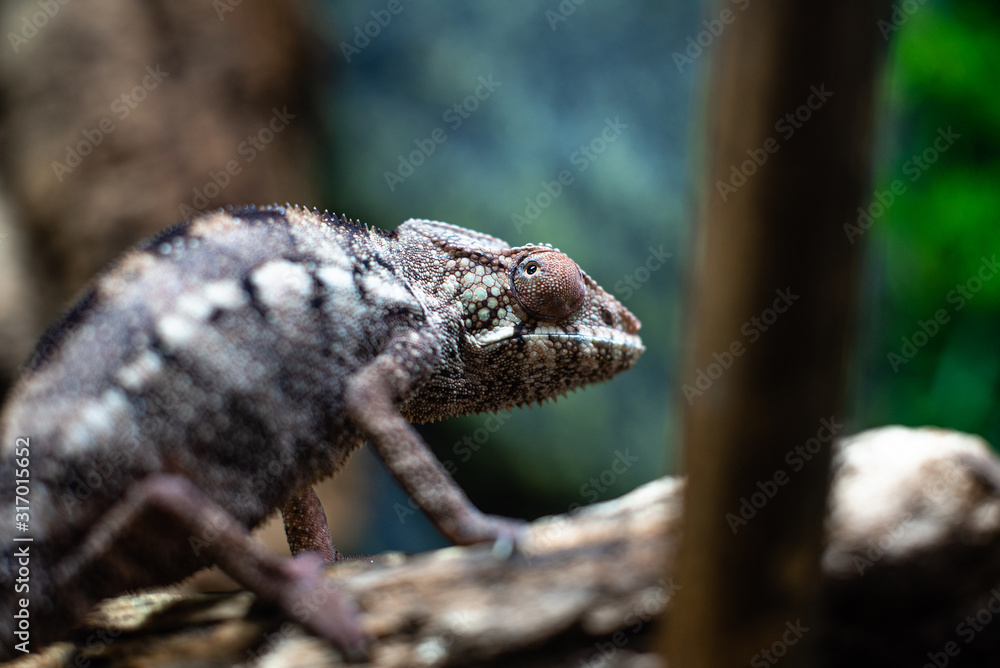 Chameleons lizard on stick stone walking looking eyes dof sharp focus space for text macro reptile jungle aquarium home pet cute Chameleons lizard on stick stone walking looking eyes dof sharp focus space for text macro reptile jungle aquarium home pet cute