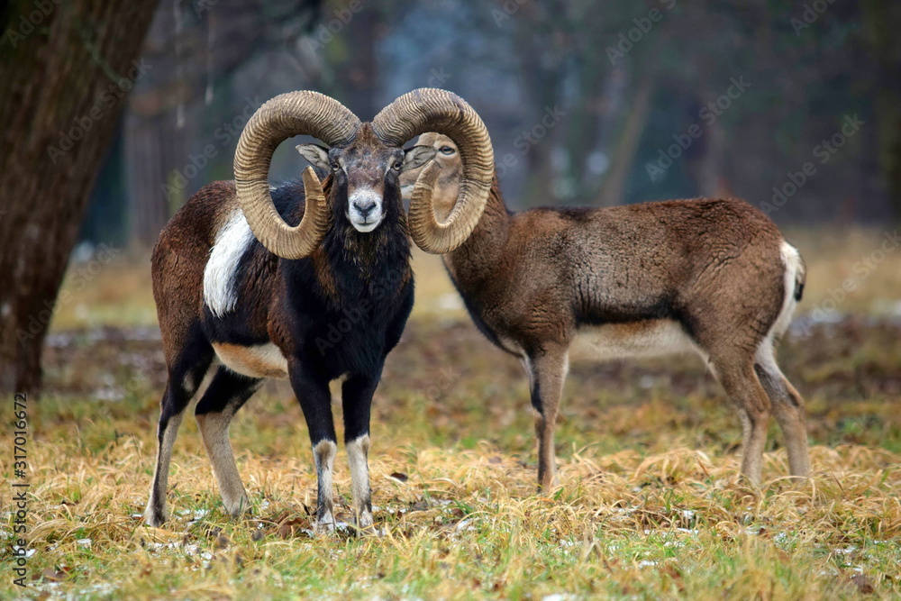 Mouflon Couple in the Forest Winter .. Portrait Ovis Aries Musimon Mouflon Couple in the Forest Winter .. Portrait Ovis Aries Musimon