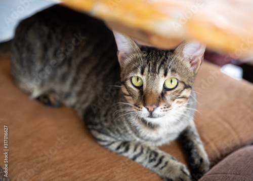 Portrait of cute gray cat lying on a chair under a table in a Mediterranean restaurantand looking into the camera