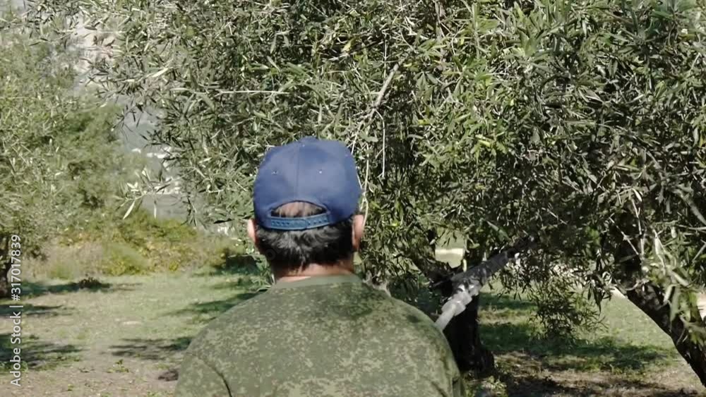 Farmer shakes olive tree with special tool. Olive harvesting. Medium shot. Farmer shakes olive tree with special tool. Olive harvesting. Medium shot.