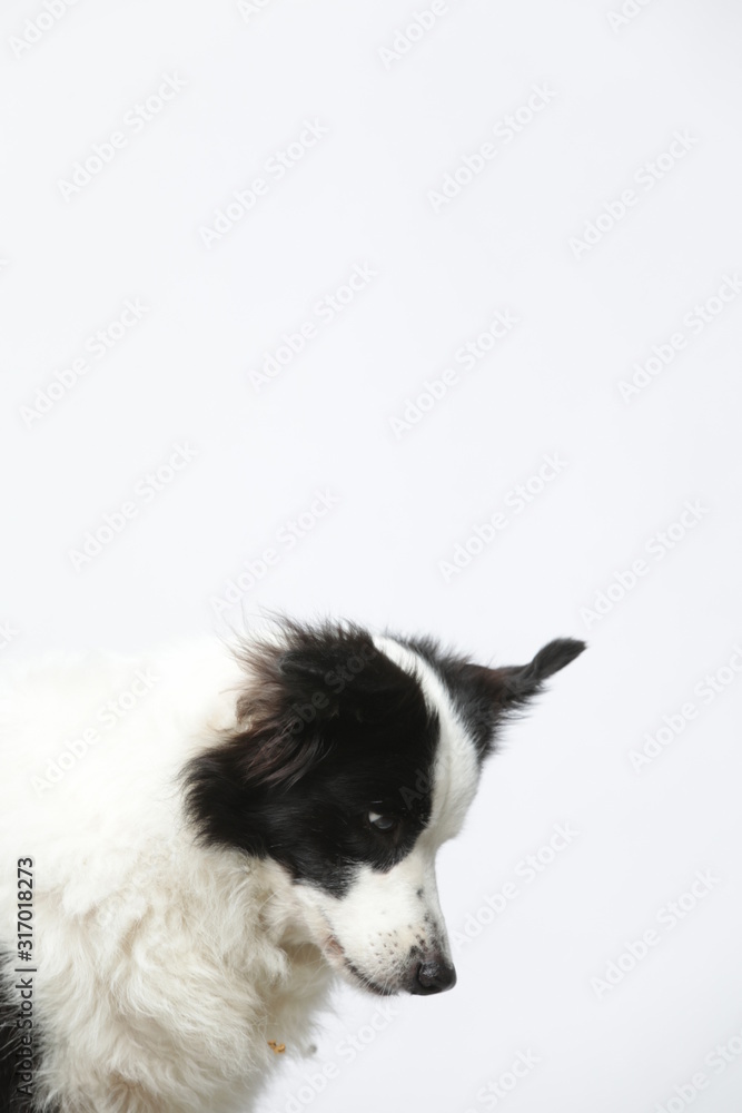 border collie makes various expressions and movements against A white background. border collie makes various expressions and movements against A white background.