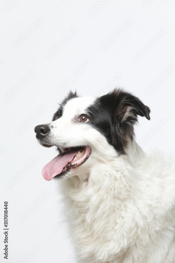 Fototapeta premium border collie makes various expressions and movements against A white background.