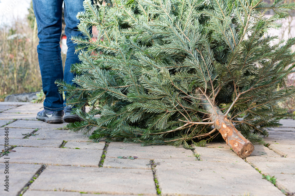 A man pulling the old christmas tree away Stock Photo Adobe Stock