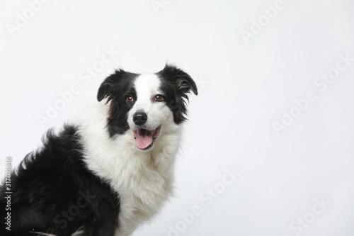 border collie makes various expressions and movements against A white background. © InkheartX