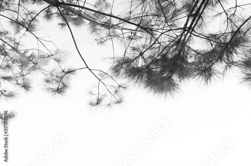 The leaves of the trees in the forest on the mountains