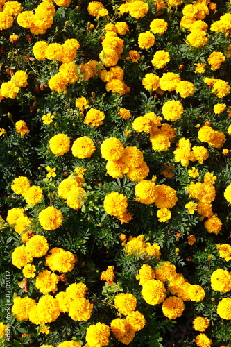 Gelbes Blumenbeet, gelbe Blumen, Deutschland, Europa