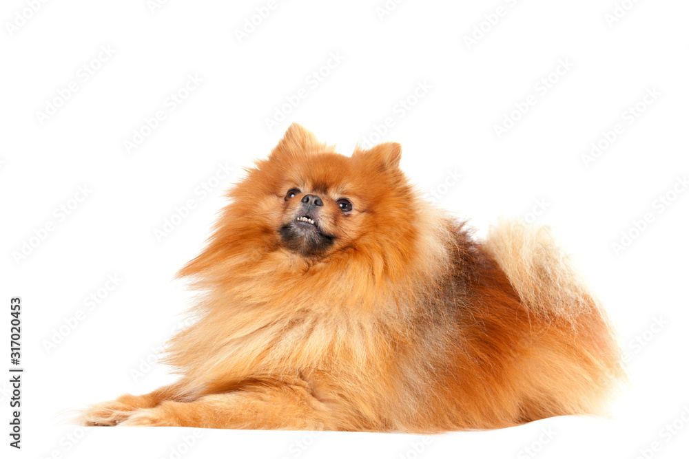 Obraz premium Cute pomeranian dog on white background