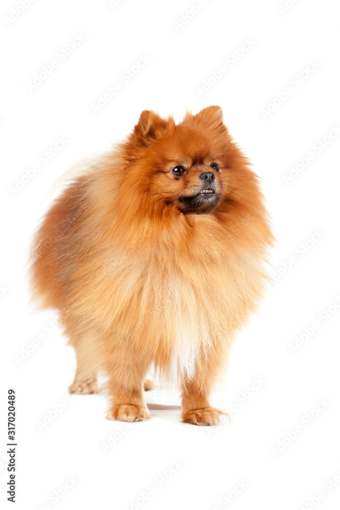 Cute pomeranian dog standing on white background Cute pomeranian dog standing on white background