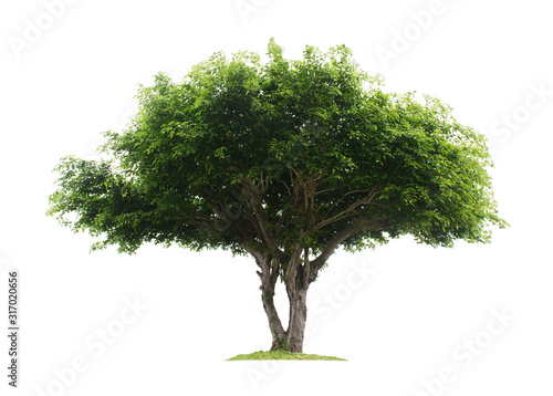 Tree isolated on white background