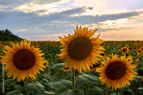 Fototapeta Naklejka Na Ścianę i Meble -  Closeup summer sunflowers with colorful sunset over sunflowers field