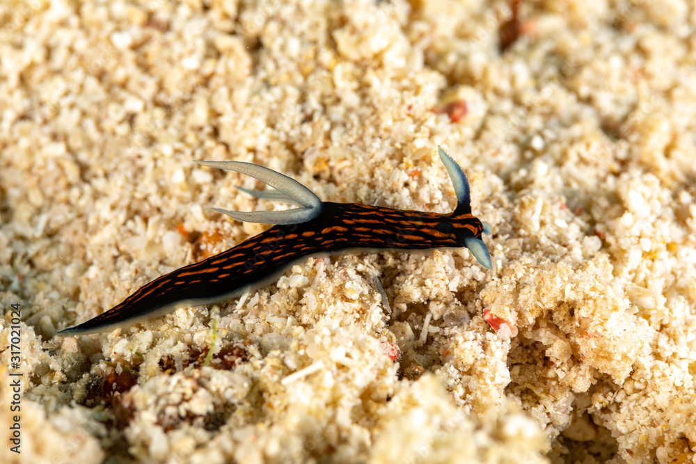 The most beautiful underwater snails of the Indian and Pacific Ocean The most beautiful underwater snails of the Indian and Pacific Ocean