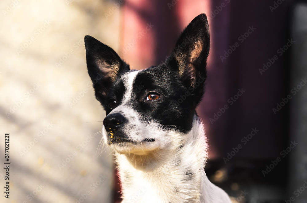 A beautiful and epic photo of a dog, a portrait of a basenji in the backyard with cool lighting