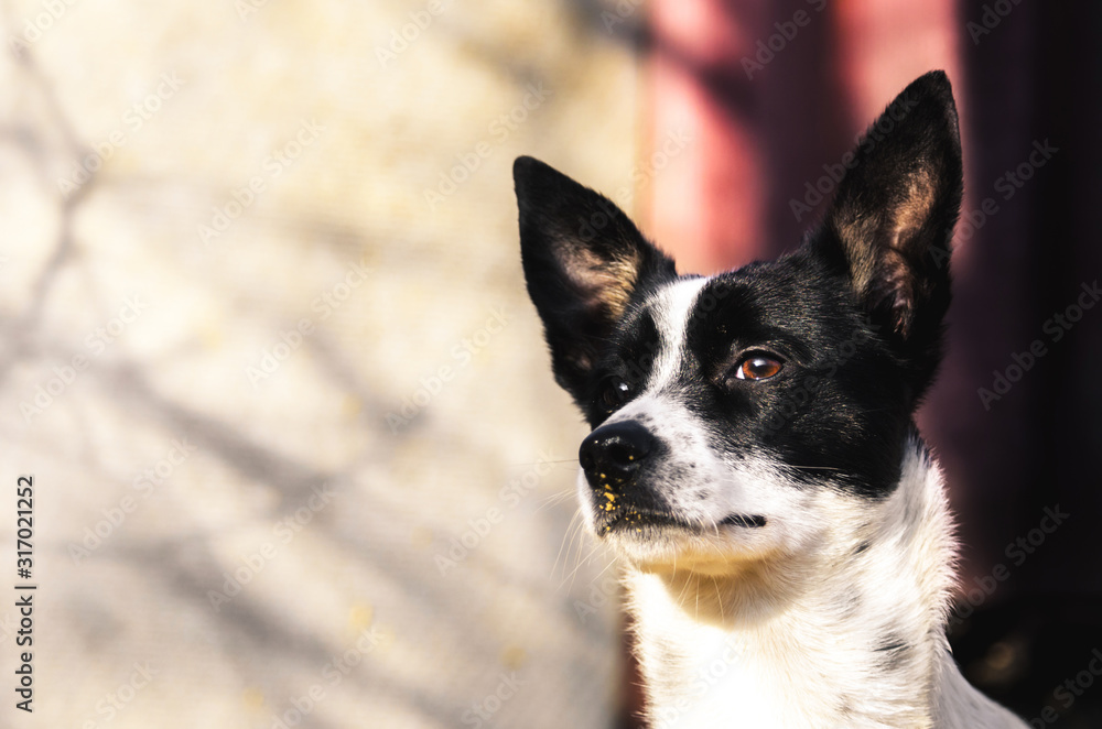 A beautiful and epic photo of a dog, a portrait of a basenji in the backyard with cool lighting A beautiful and epic photo of a dog, a portrait of a basenji in the backyard with cool lighting