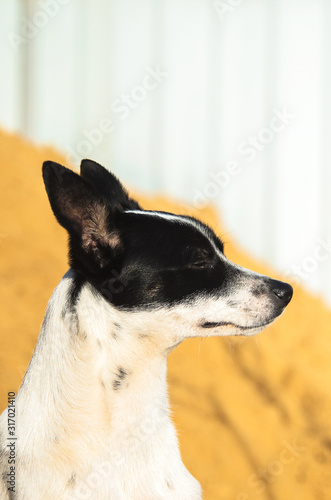 Basenji dog in the backyard on a background of sand and a fence, portrait photo © FellowNeko