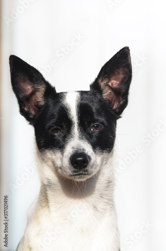 Stylish and minimalistic photo of a basenji dog, portrait on a simple background, emotions