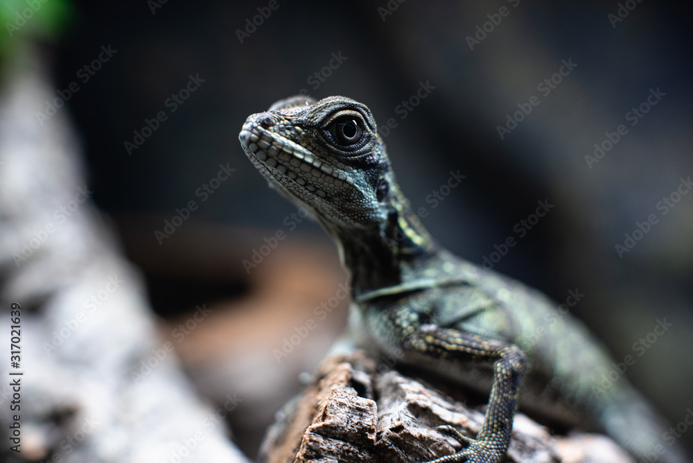 Green lizard long tail standing on a piece of wood dof sharp focus space for text macro reptile jungle aquarium home pet Green lizard long tail standing on a piece of wood dof sharp focus space for text macro reptile jungle aquarium home pet