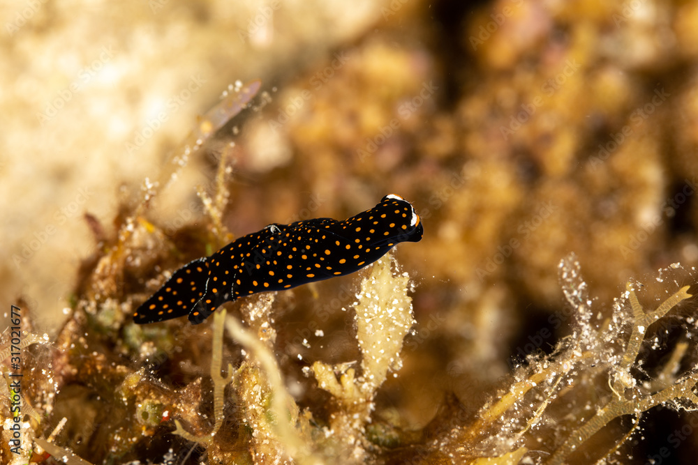 The most beautiful underwater snails of the Indian and Pacific Ocean The most beautiful underwater snails of the Indian and Pacific Ocean