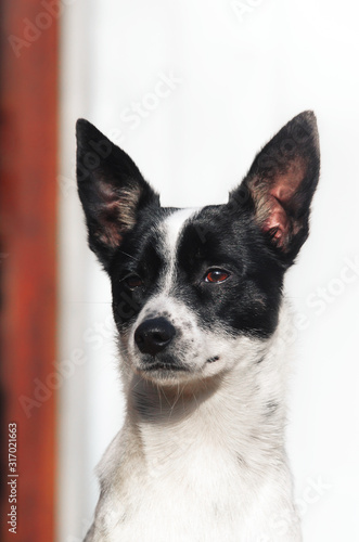 Stylish and minimalistic photo of a proud basenji dog, portrait on a simple background
