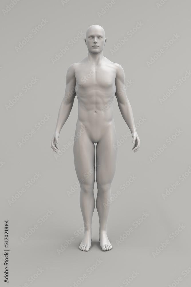 Male body anatomical illustration over a light background. 3D render. Male body anatomical illustration over a light background. 3D render.